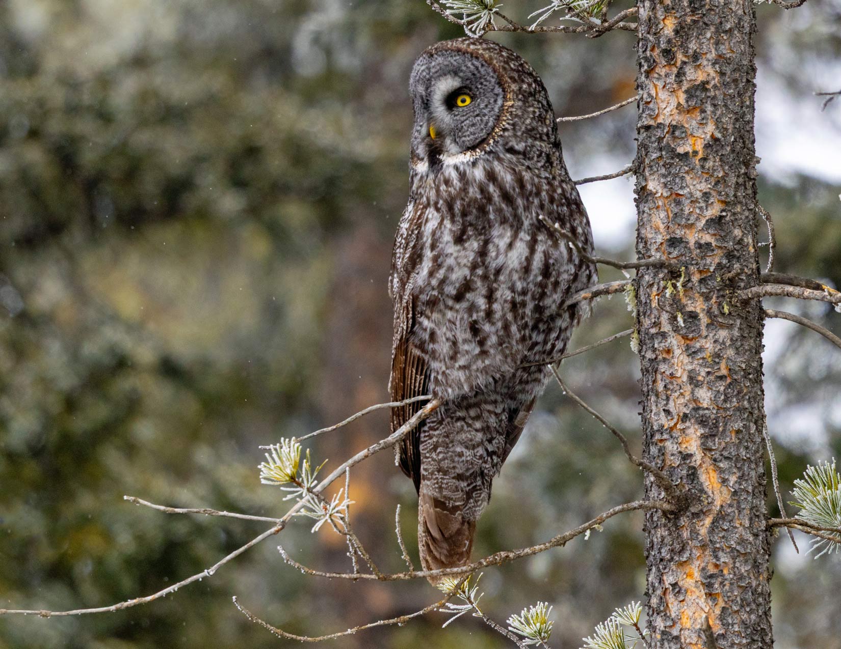 Great Grey Owl Photo Note Card Collection (Box of 12) - Image 14