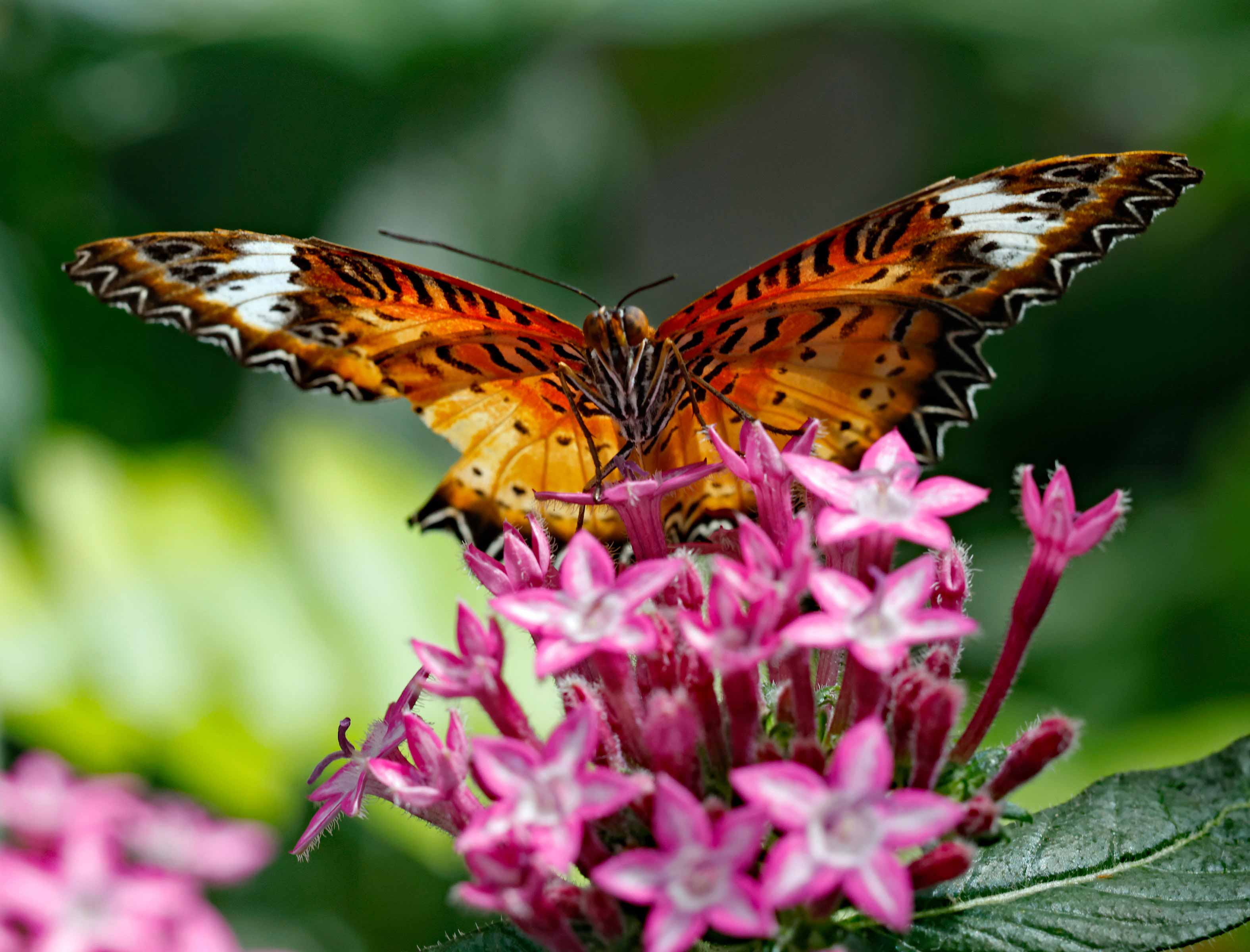 Butterflies Photo Note Cards Collection (Box of 12) - Image 15