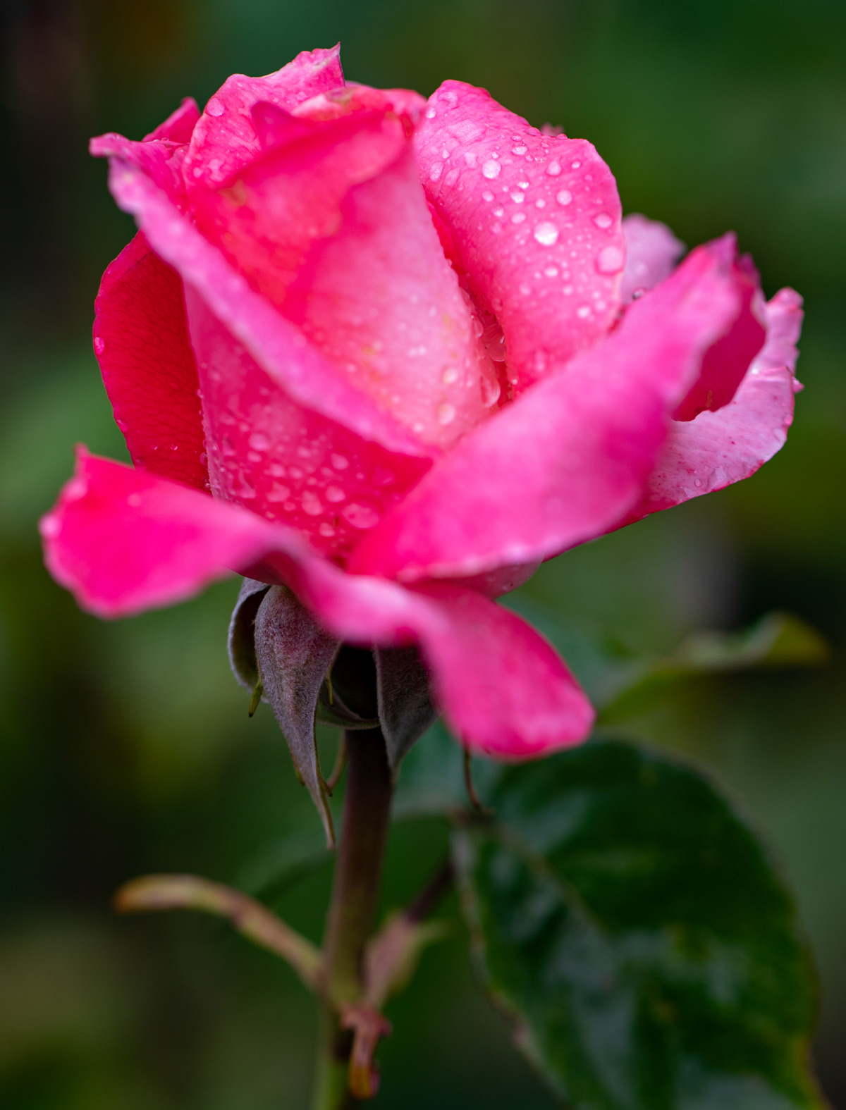 Rose Photo Note Card Collection (Box of 12) - Image 15