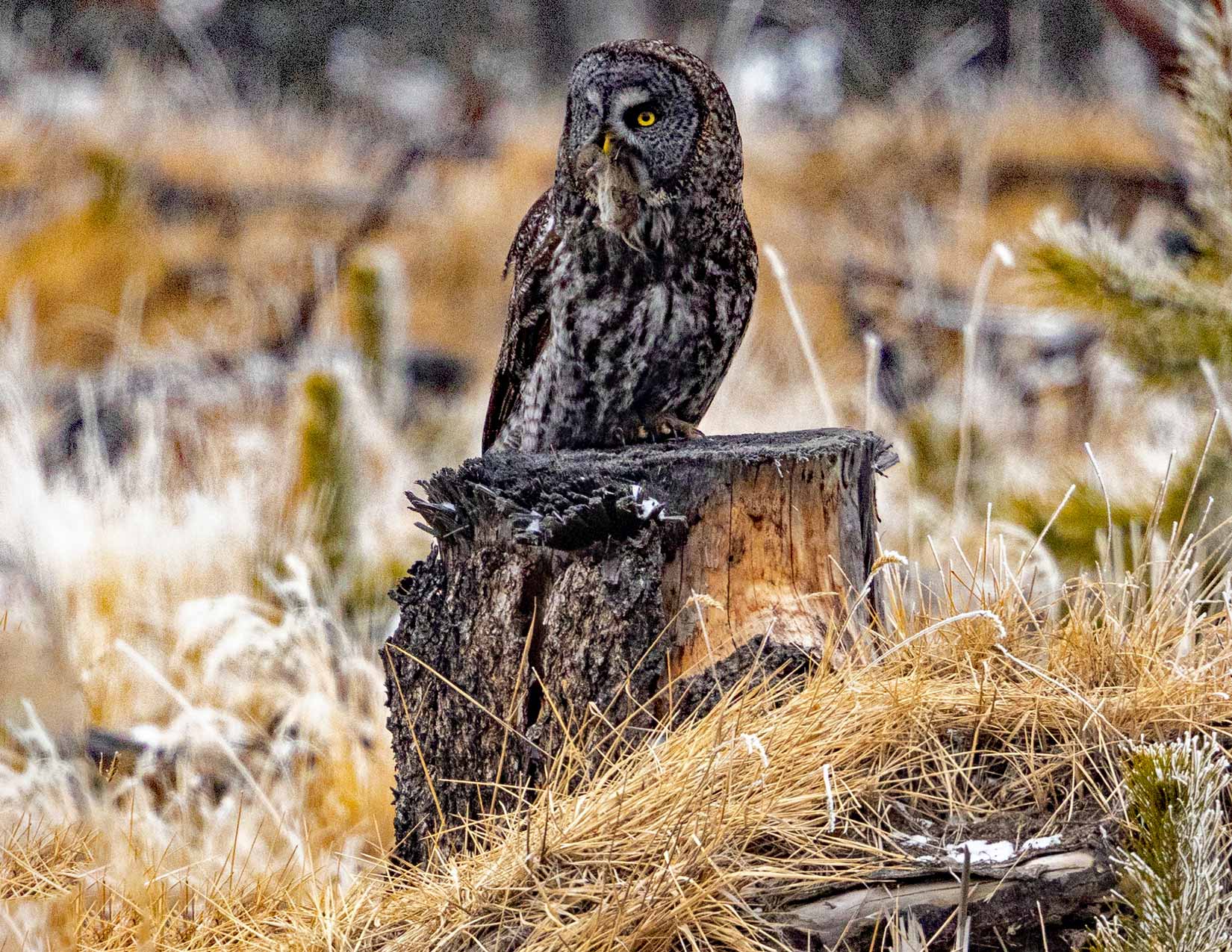 Great Grey Owl Photo Note Card Collection (Box of 12) - Image 15