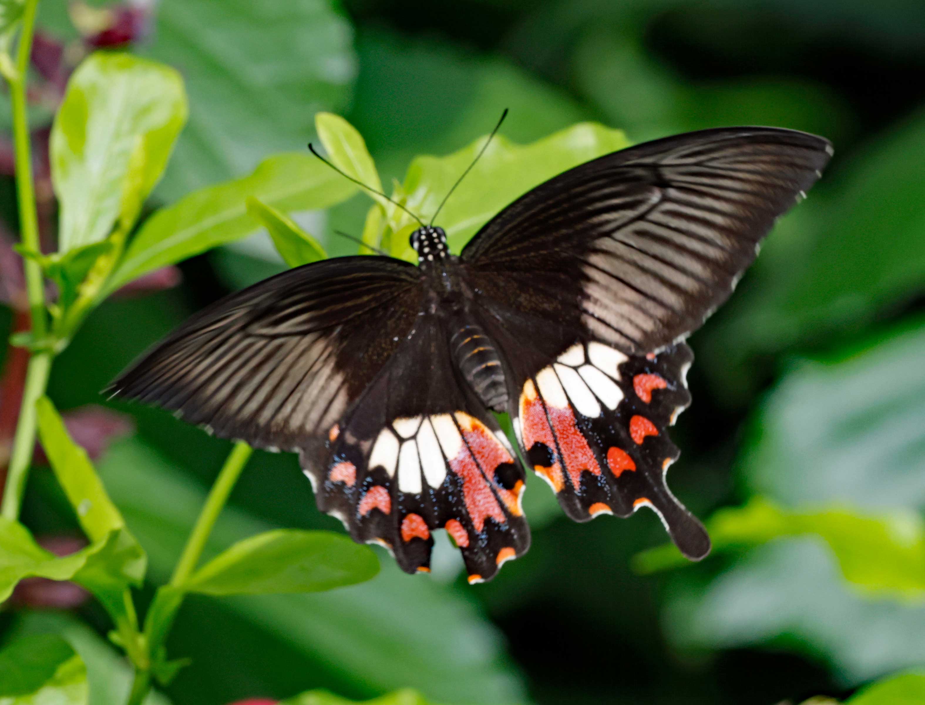 Butterflies Photo Note Cards Collection (Box of 12) - Image 16