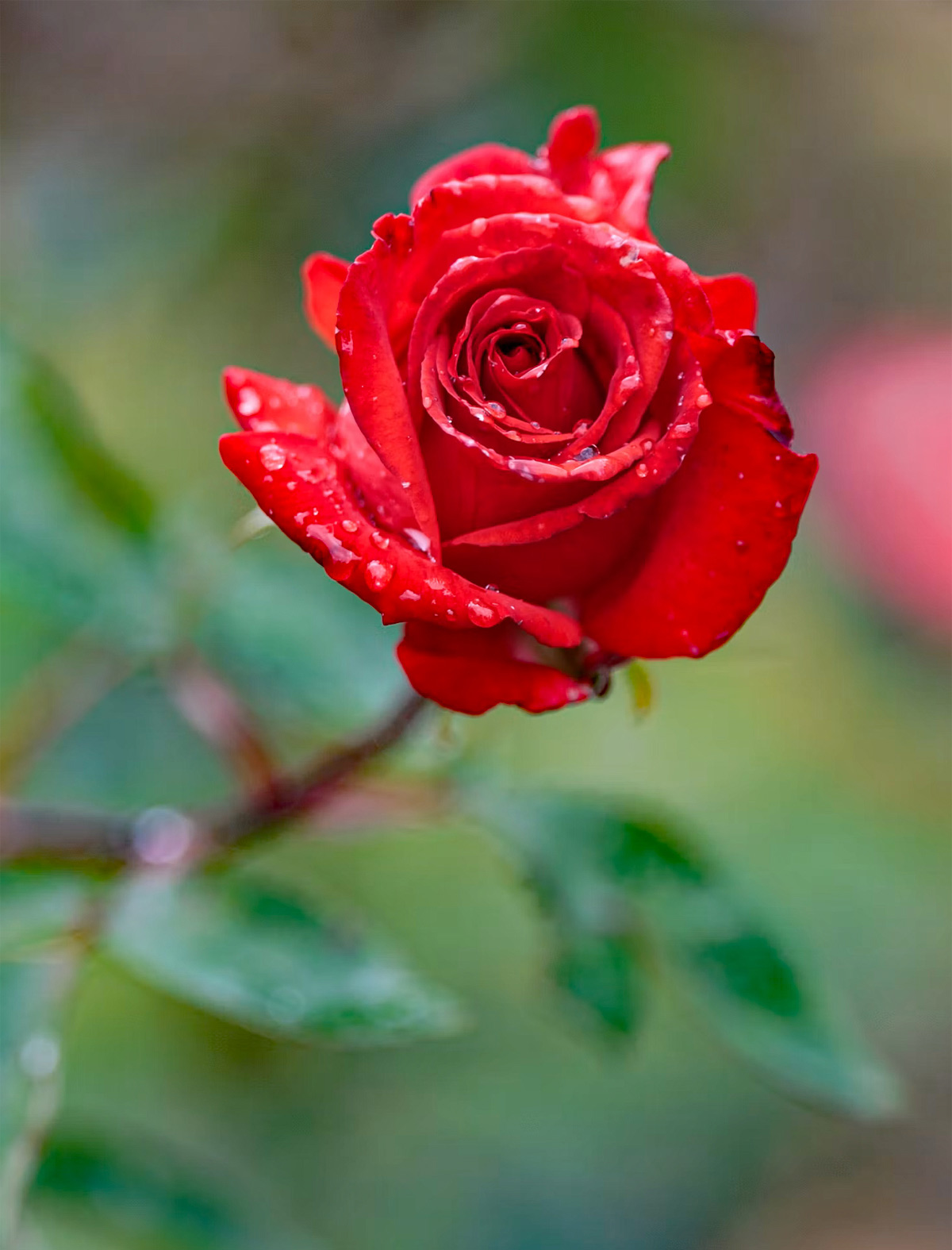 Rose Photo Note Card Collection (Box of 12) - Image 16