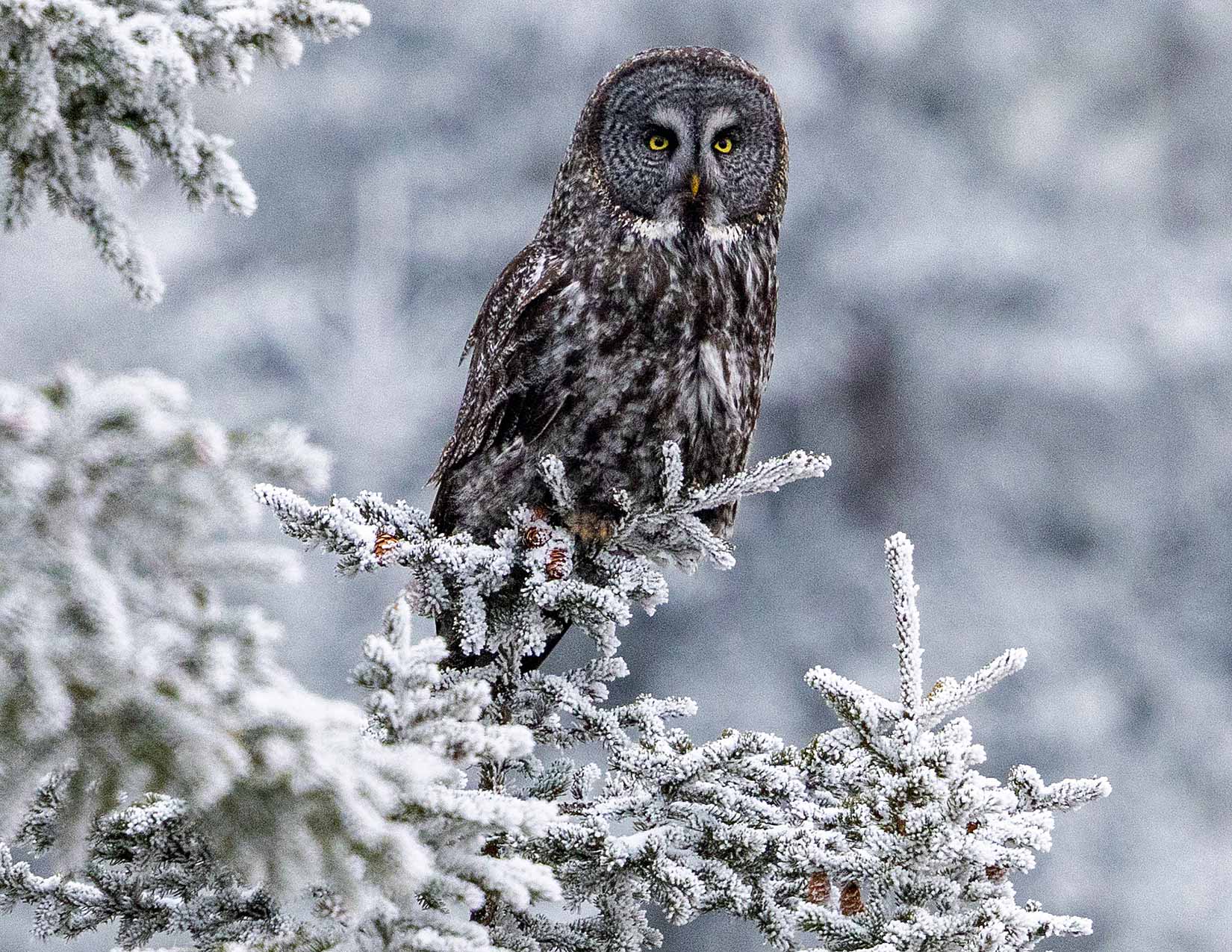 Great Grey Owl Photo Note Card Collection (Box of 12) - Image 16