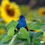 Indigo Bunting