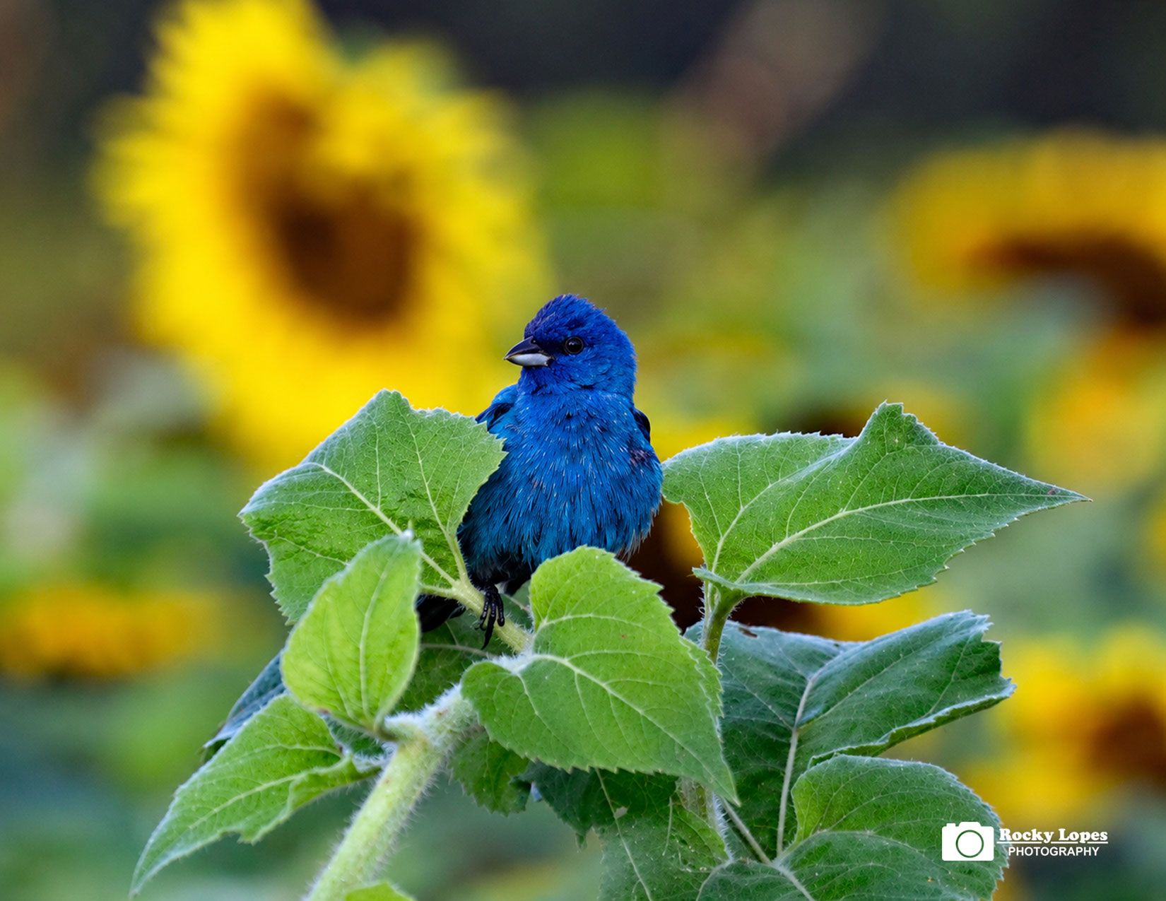 Individual Bird Photo Note Cards - Image 2