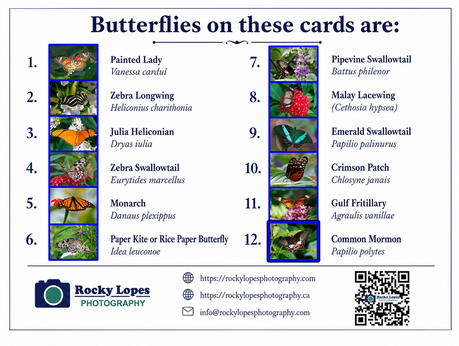 Butterflies Photo Note Cards Collection (Box of 12) - Image 3