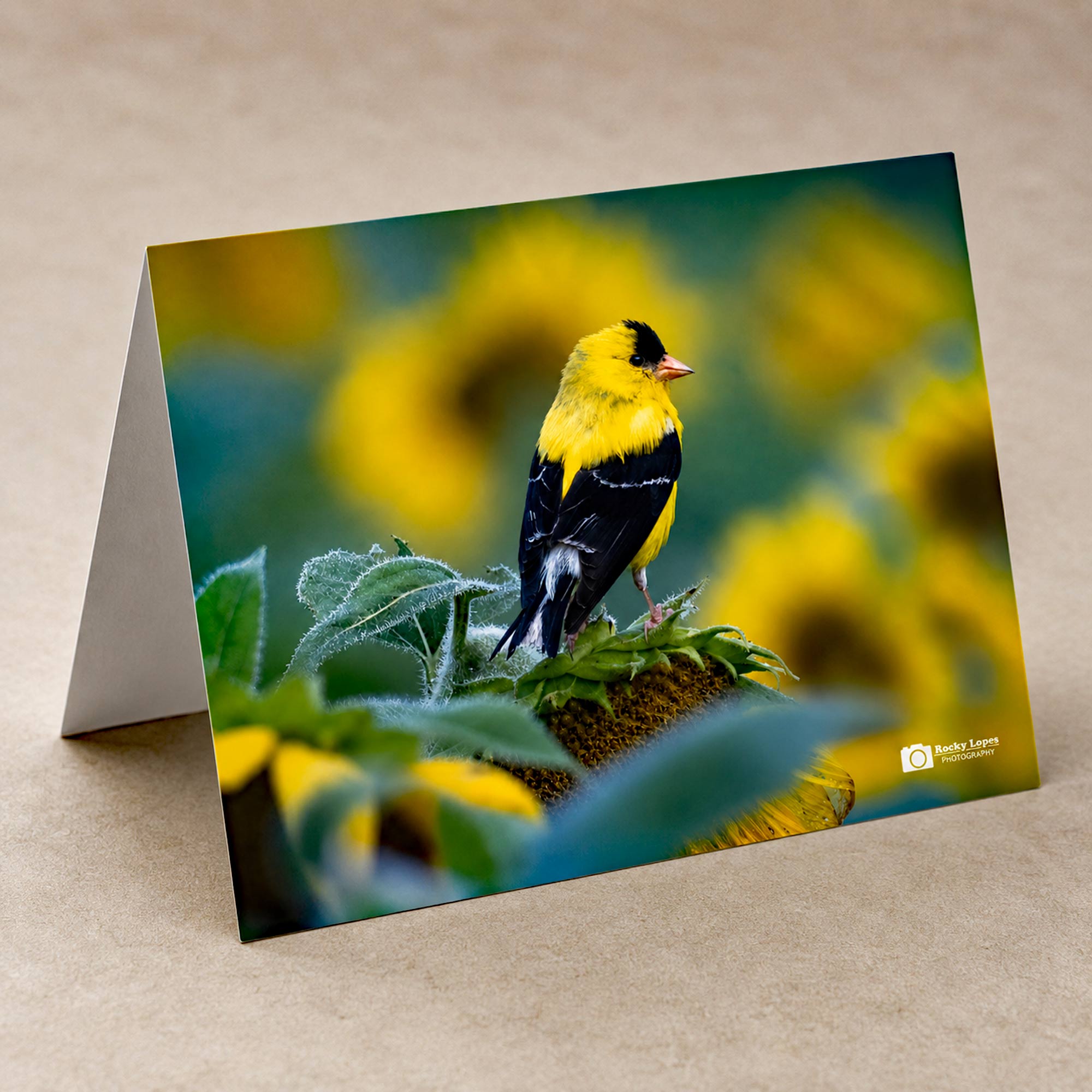 Individual Bird Photo Note Cards