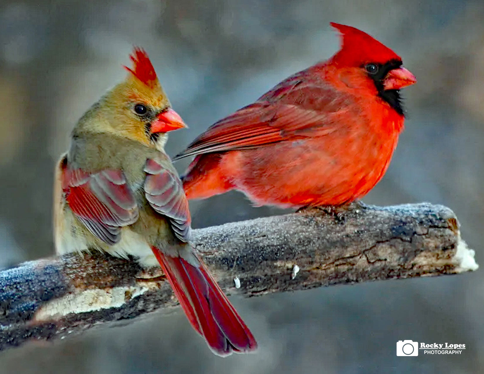 Bird Photo Note Card Collection (Box of 12) - Image 6