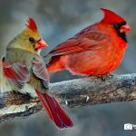 Northern Cardinals