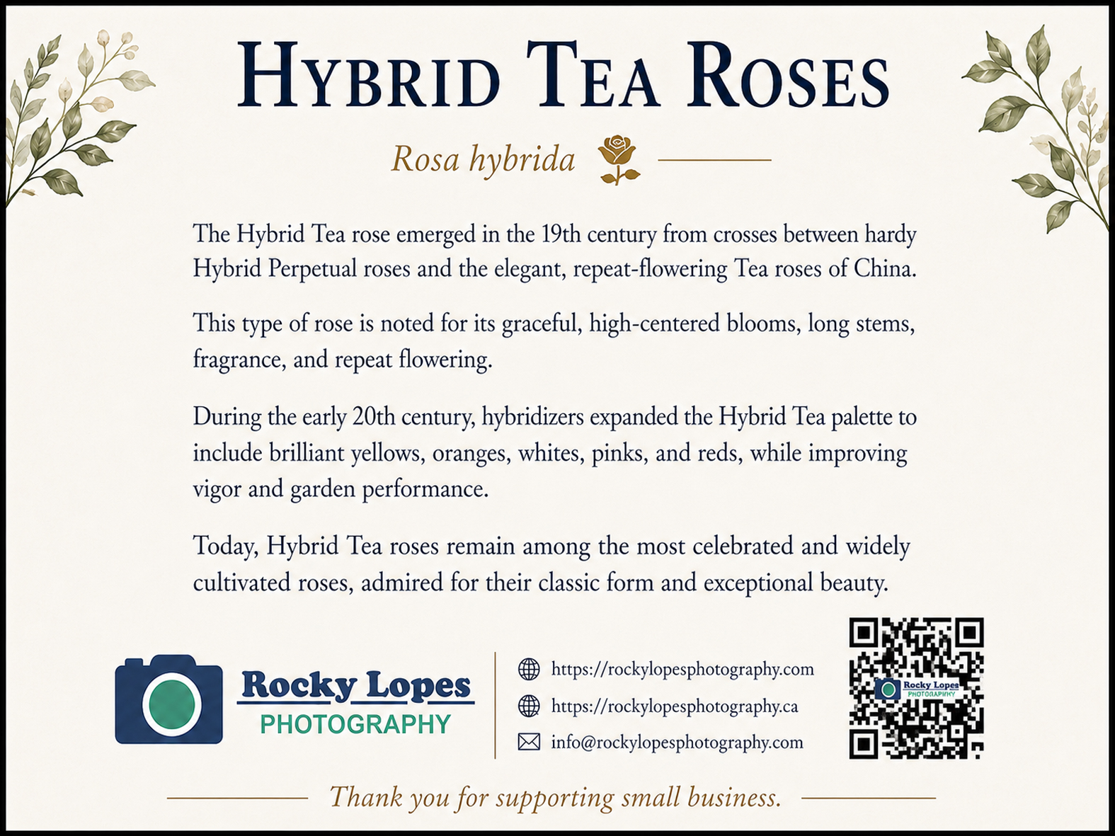Rose Photo Note Card Collection (Box of 12) - Image 4