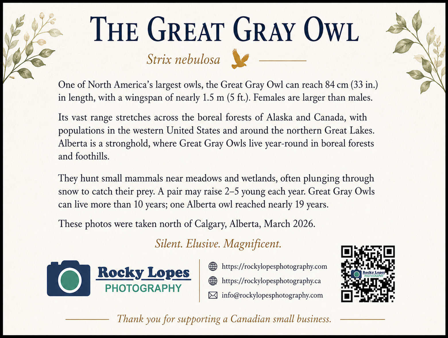 Great Grey Owl Photo Note Card Collection (Box of 12) - Image 3