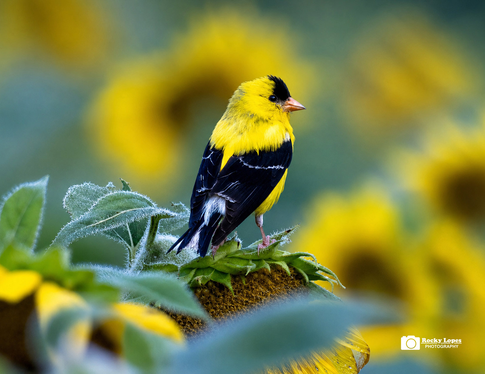 Bird Photo Note Card Collection (Box of 12) - Image 7