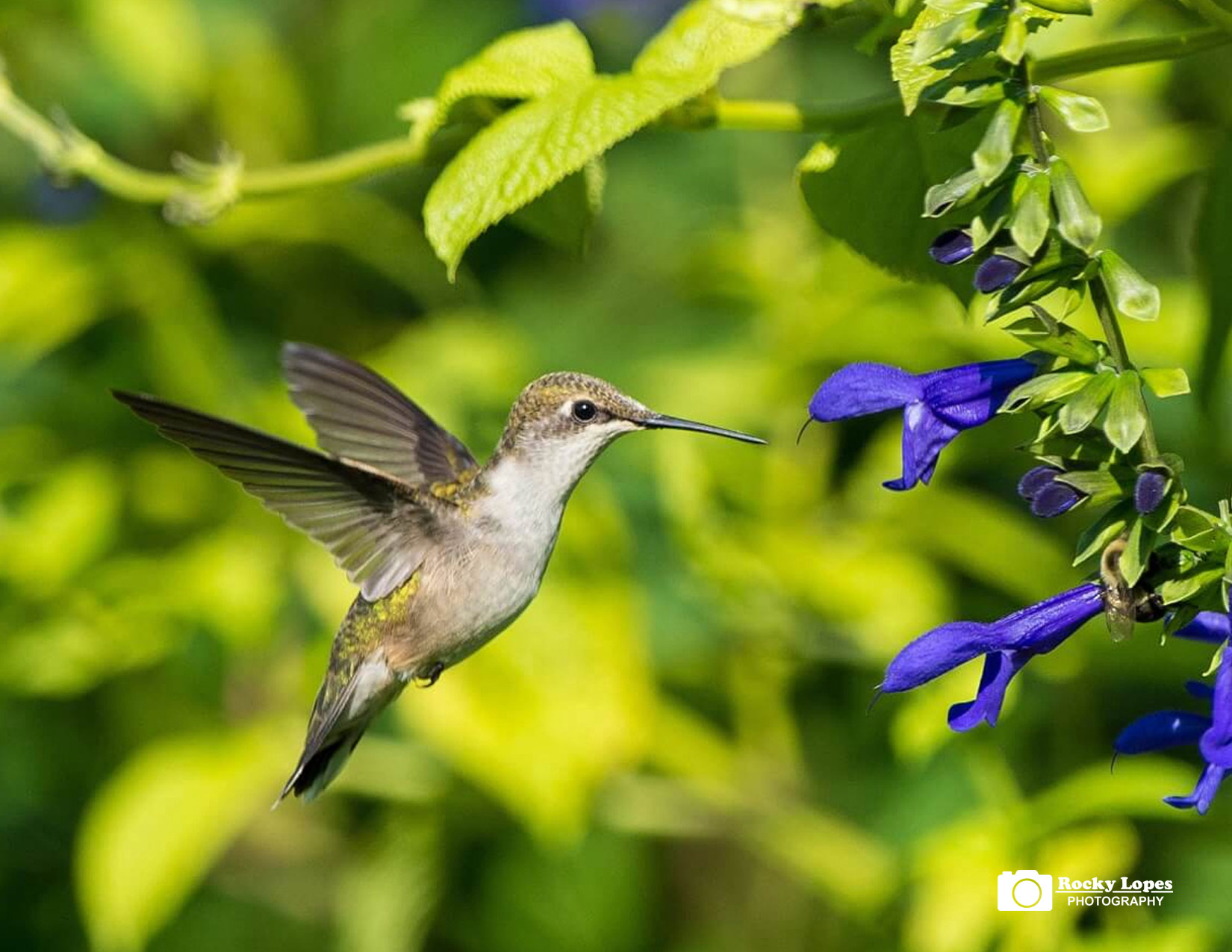 Bird Photo Note Card Collection (Box of 12) - Image 8