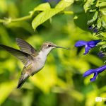 Ruby-throated Hummingbird