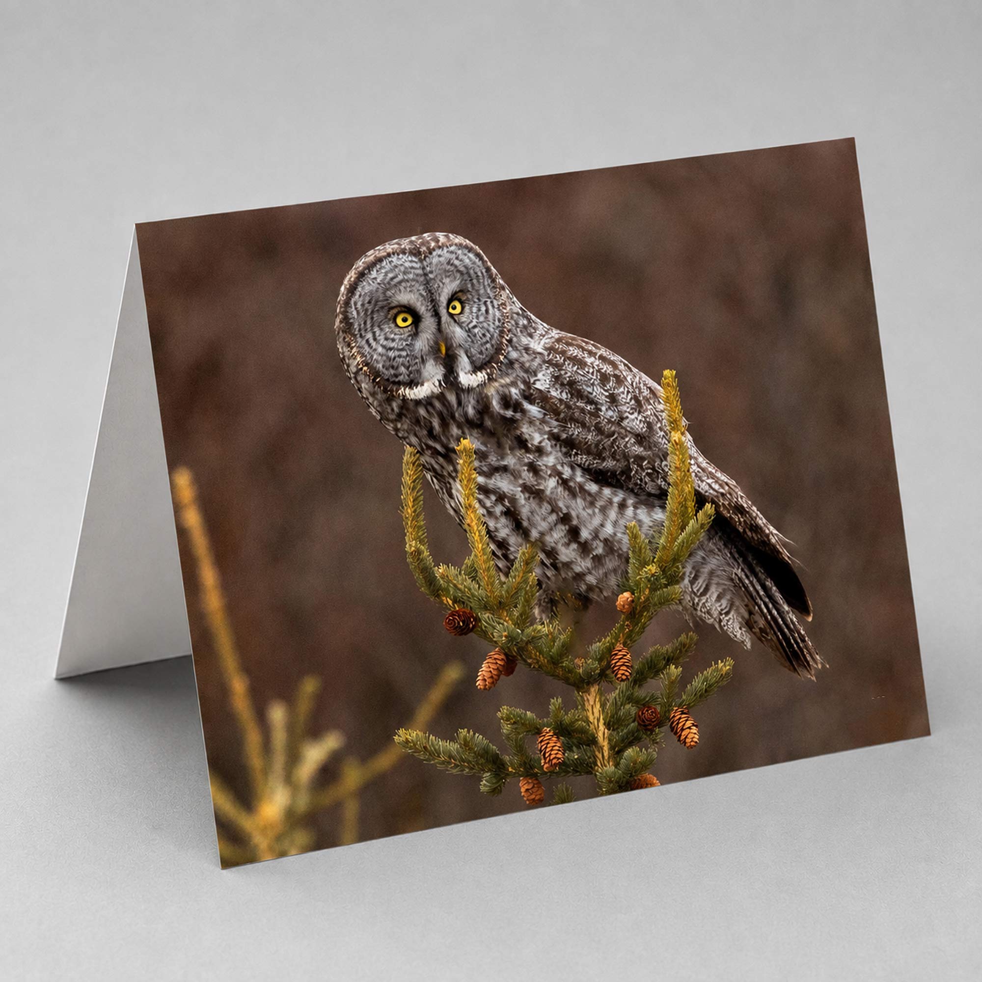 Great Grey Owl Photo Note Card Collection (Box of 12) - Image 4