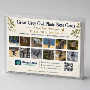 Great Grey Owl photo note cards