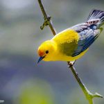 Prothonotary Warbler
