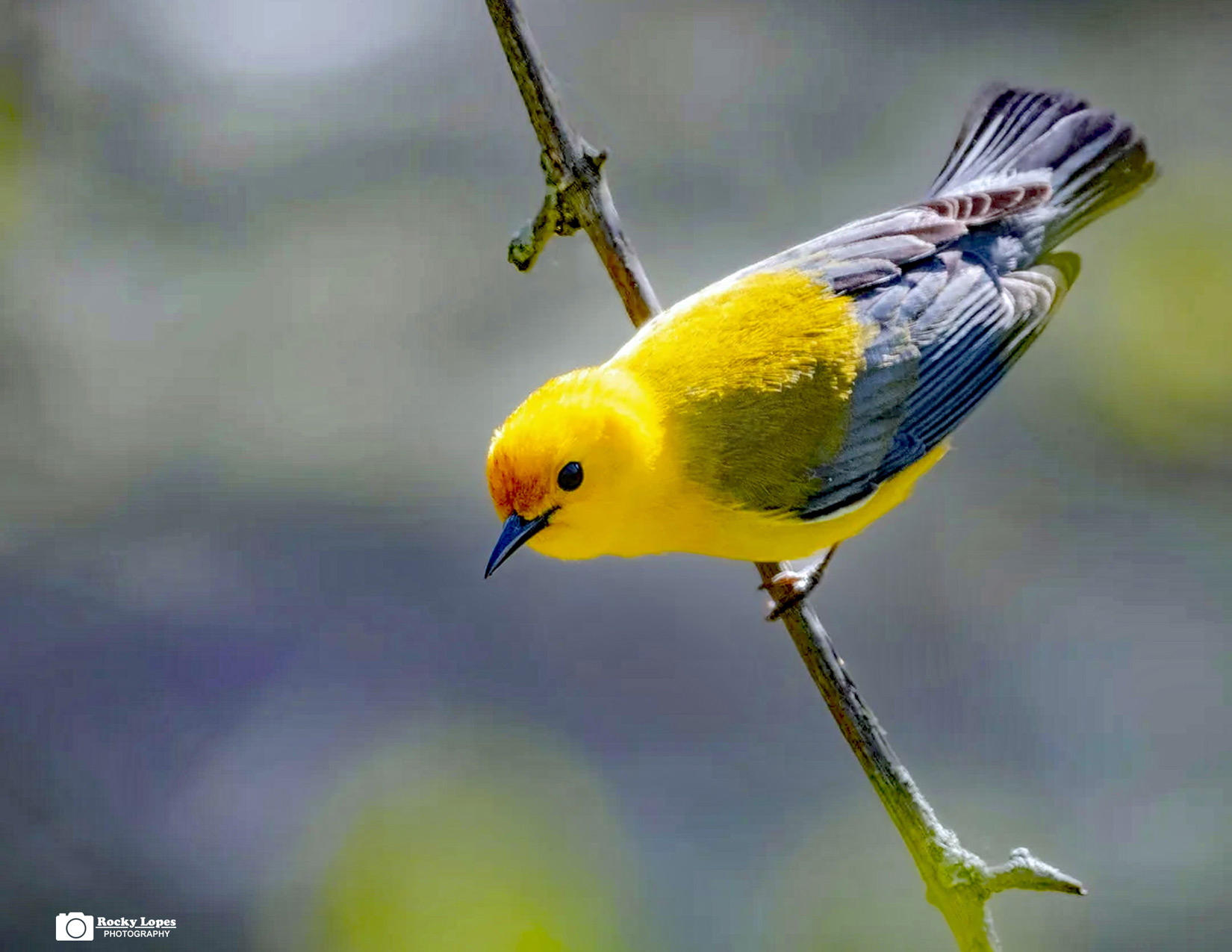 Individual Bird Photo Note Cards - Image 6