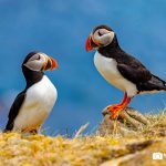 Puffins