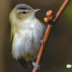 Red-eyed Vireo
