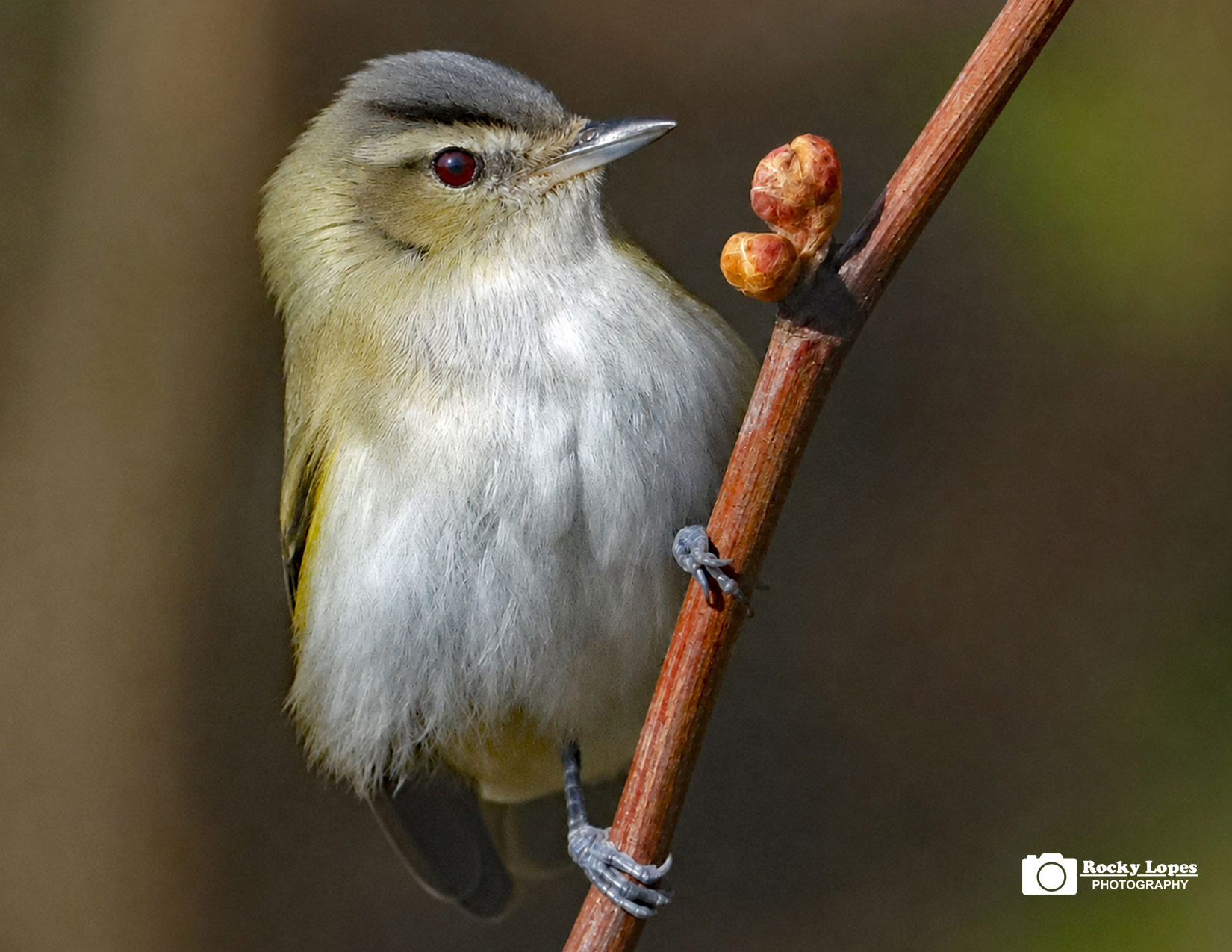 Individual Bird Photo Note Cards - Image 8