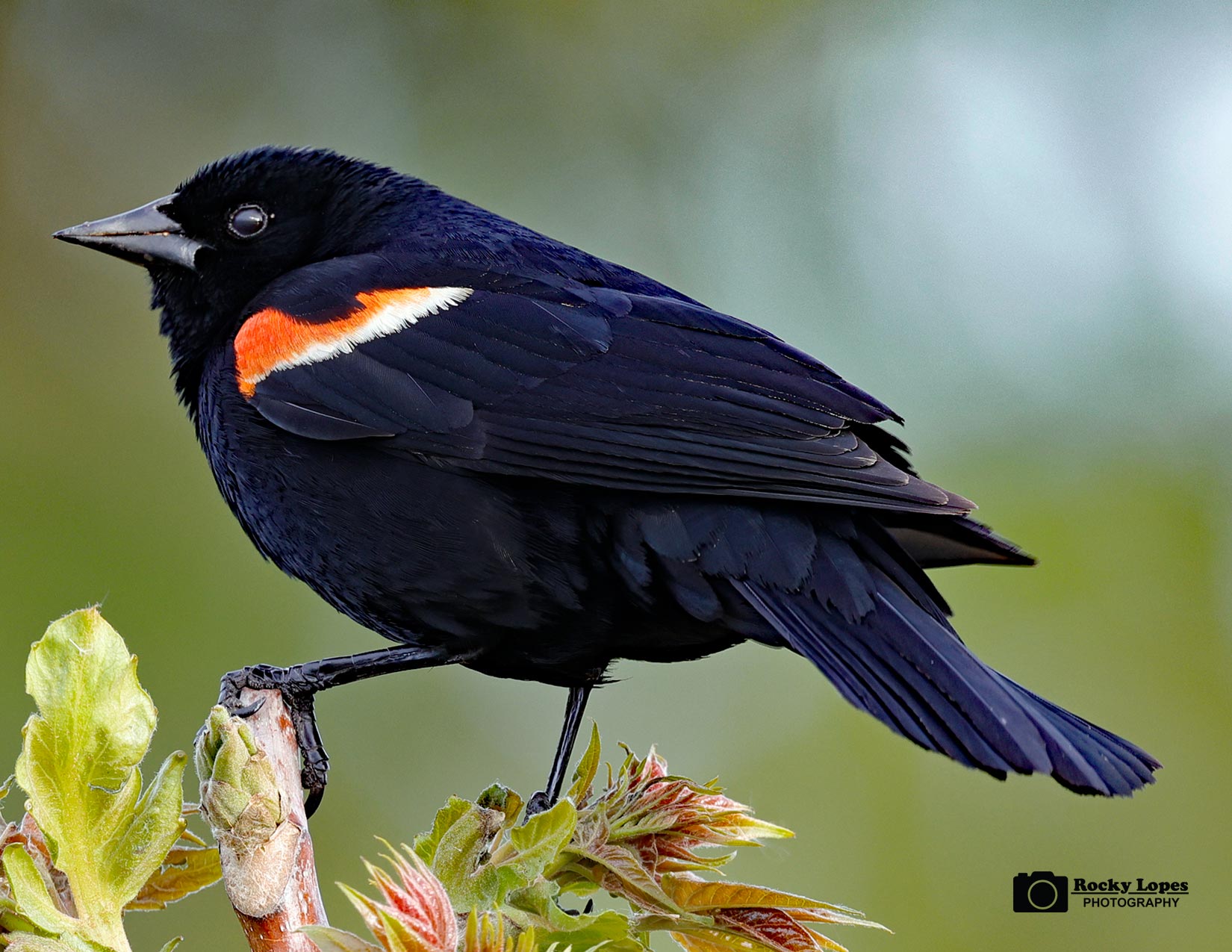 Bird Photo Note Card Collection (Box of 12) - Image 12