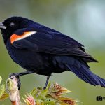 Red-winged Blackbird