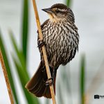 Female Red-winged Blackbird