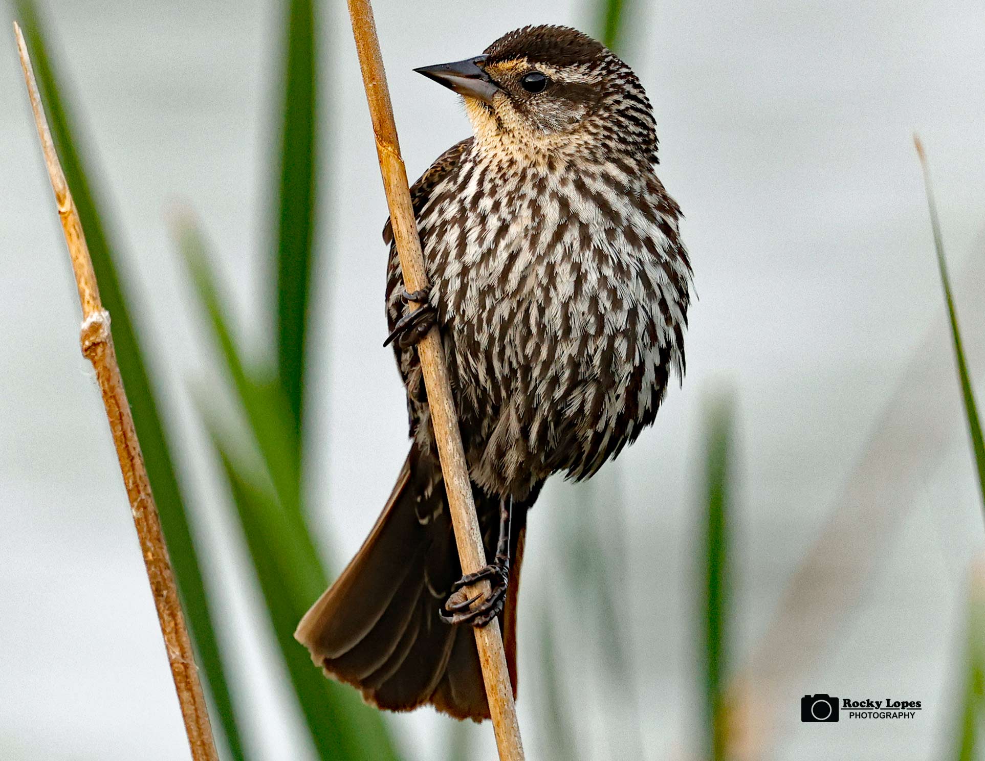 Individual Bird Photo Note Cards - Image 11