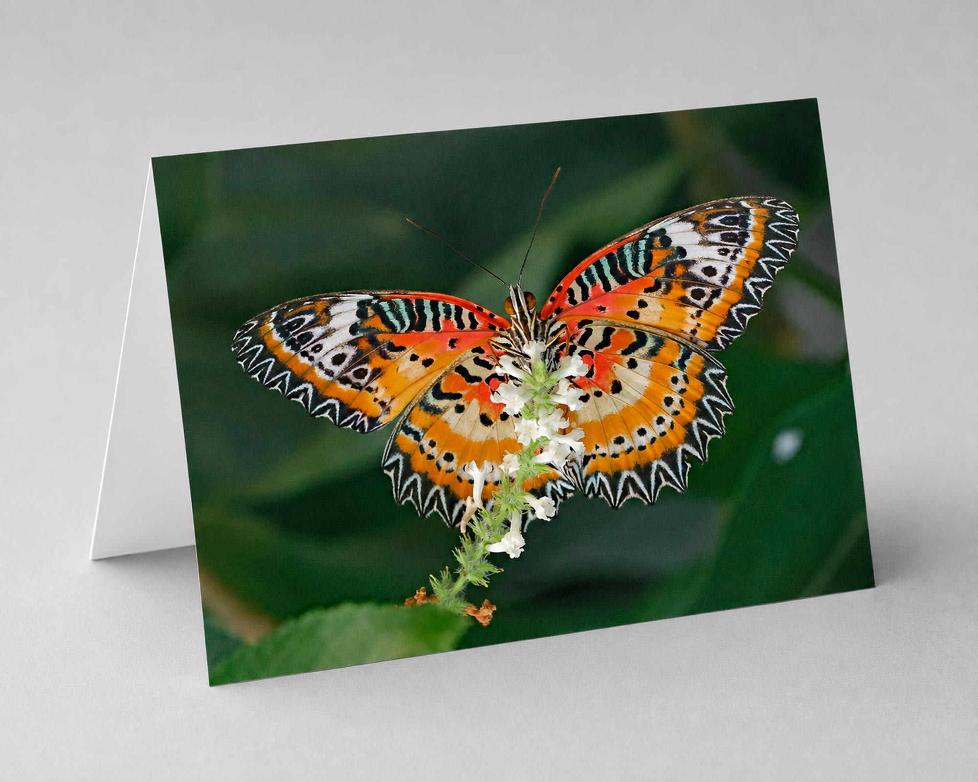Butterflies Photo Note Cards Collection (Box of 12) - Image 4