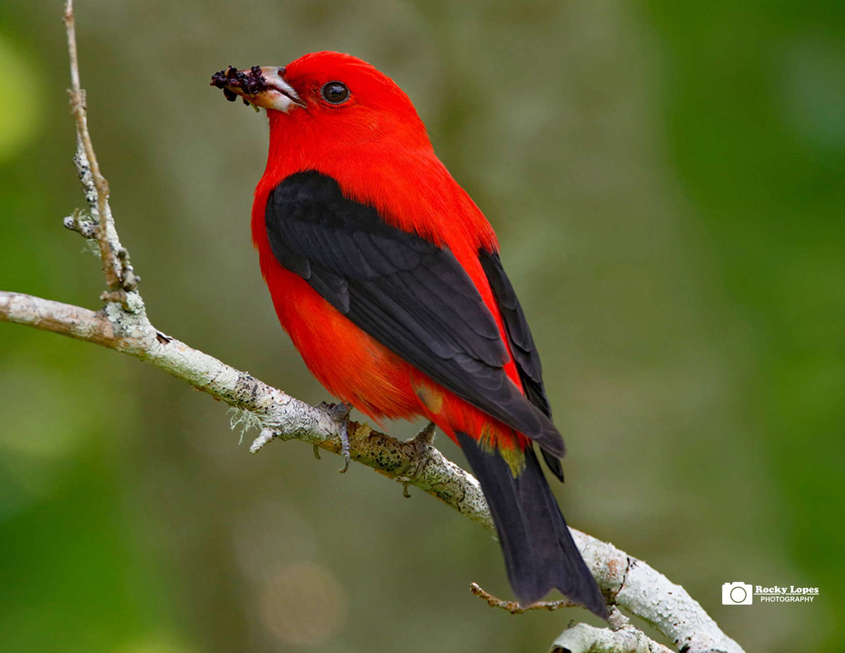 Bird Photo Note Card Collection (Box of 12) - Image 14