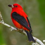 Scarlet Tanager