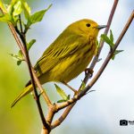 Yellow Warbler