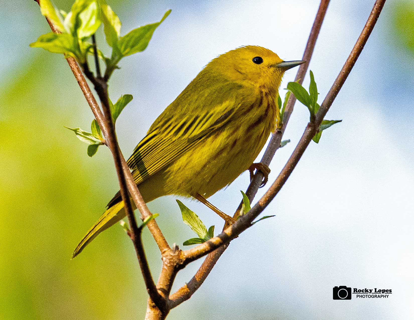 Individual Bird Photo Note Cards - Image 12