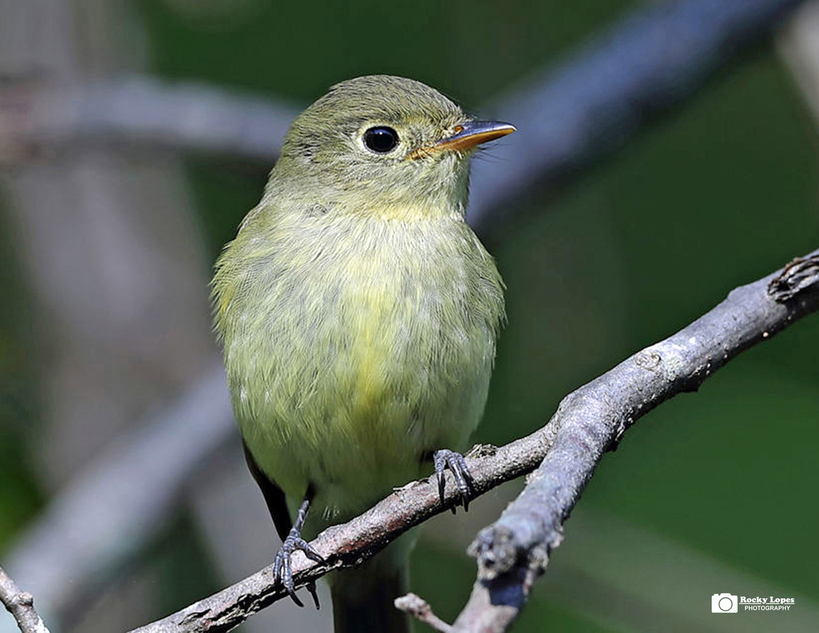 Bird Photo Note Card Collection (Box of 12) - Image 15