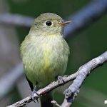 Yellow-bellied Flycatcher