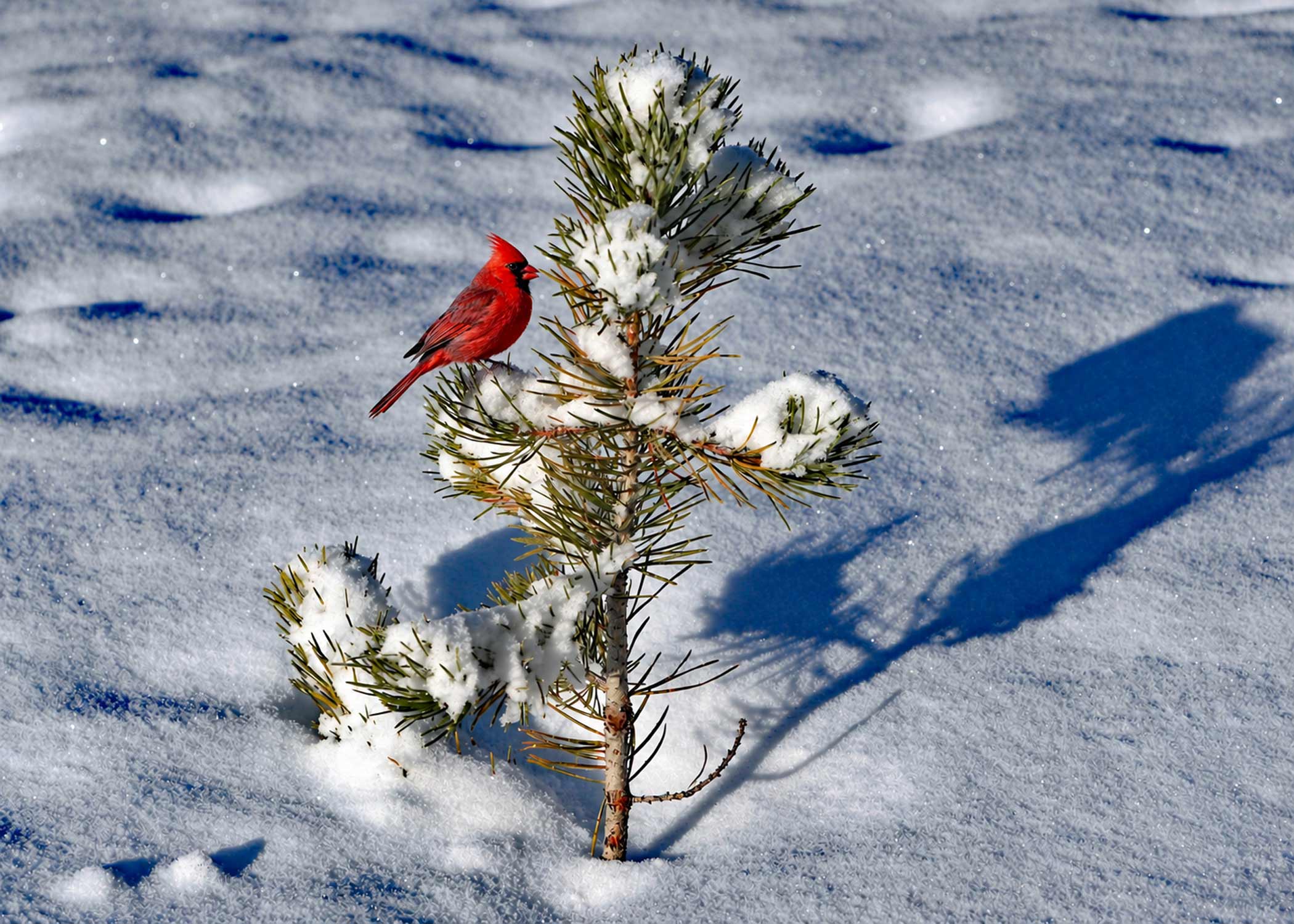 Holiday Photo Cards, Box of 8 - Image 7