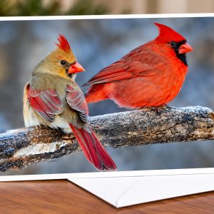 Cardinal Holiday Photo Cards, Box of 8